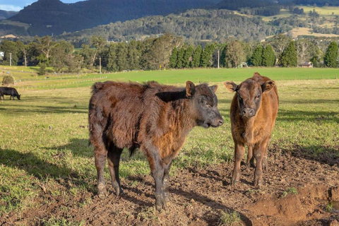 Maddys KV, Kangaroo Valley - Holiday Sunshine Coast 2
