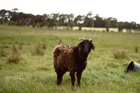 Maluridae Creek Views By Tiny Away - Holiday Sunshine Coast 2