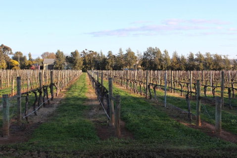 Milawa Vineyard Views - Guesthouse 1 - Sunshine Coast Tourism 2