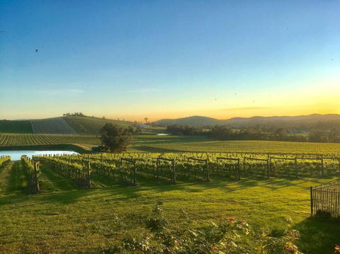 Mount Hope Estate Vineyard - Sunshine Coast Tourism 0