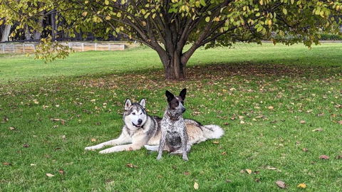 Mountain Culture Farm Stay - Pet Friendly - Sunshine Coast Tourism 2