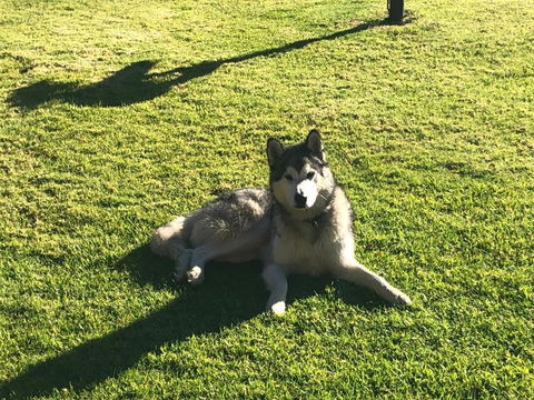 Mountain Culture Farm Stay - Pet Friendly - Sunshine Coast Tourism 3
