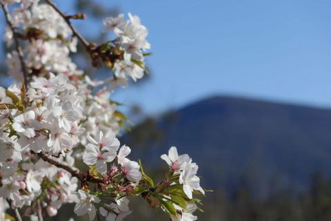Mountains And Treetops Retreat - Nature Getaway - Holiday Sunshine Coast 3