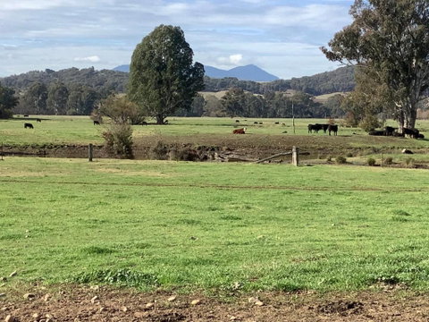 Orange Tree Cottage - Sunshine Coast Tourism 3