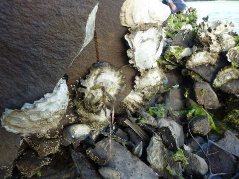 Oyster Shack - Sunshine Coast Tourism 3