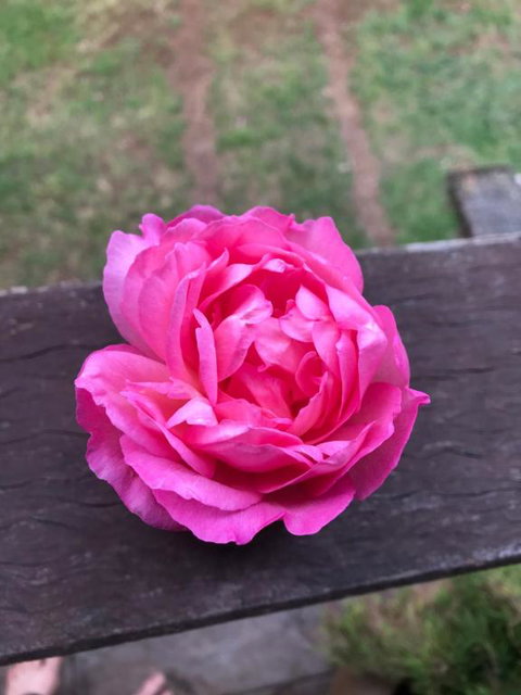 PK Illusions - Sunshine Coast Tourism 1