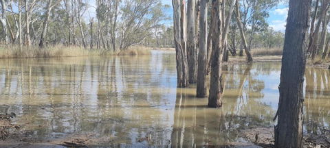 Riversands Rest Accommodation Paringa - River Box Cottage - Holiday Sunshine Coast 3