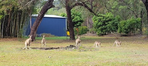 Roo Or 2 On Streeter - Sunshine Coast Tourism 0