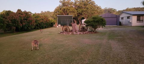 Roo Or 2 On Streeter - Sunshine Coast Tourism 2