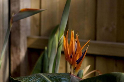 Rose Cottage - Holiday Sunshine Coast 1