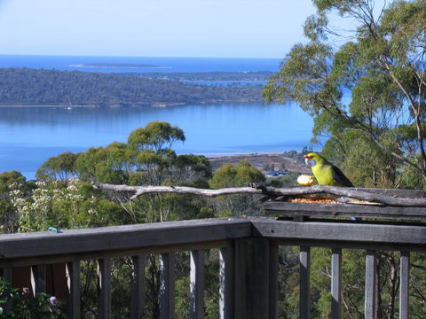 Bed In The Treetops B&B - Sunshine Coast Tourism 0