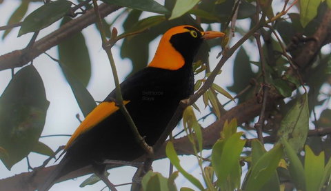 Bellthorpe Stays - Sunshine Coast Tourism 3