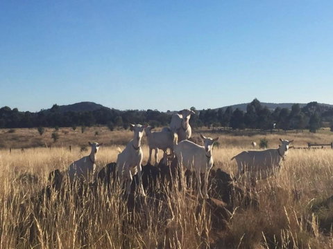 Big Tiny Altitude Tiny House Experience - Sunshine Coast Tourism 1