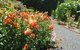 Boat Harbour Garden Cottages - thumb 0