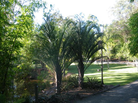 BoBRENE On Tamborine Nude Retreat - Quaint Cottage - Sunshine Coast Tourism 2