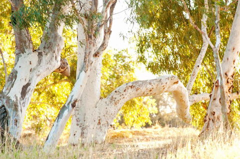 Wooramel River Retreat - Holiday Sunshine Coast 3