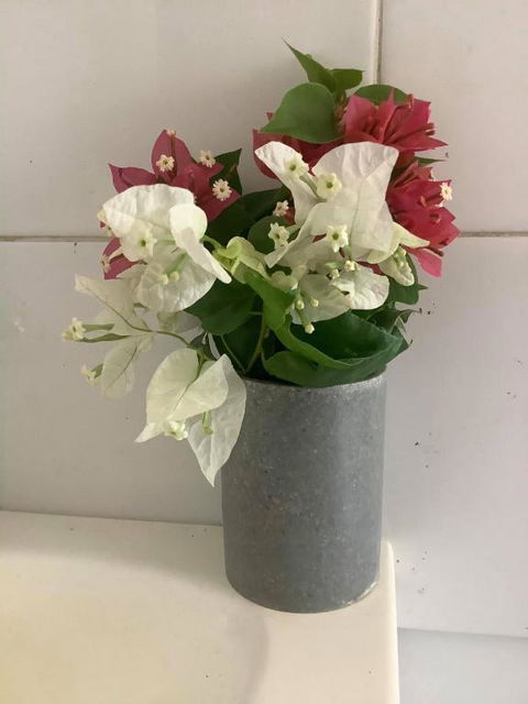 Corella Creek Country Farm Stay - Sunshine Coast Tourism 4