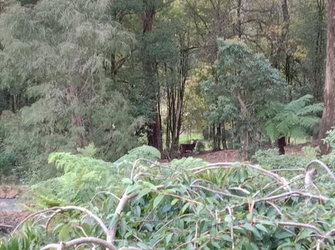 Deer Cottage - Sunshine Coast Tourism 1