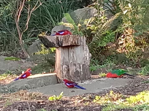 Deer Cottage - Sunshine Coast Tourism 2