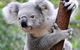 Yanchep Lagoon Retreat - thumb 0