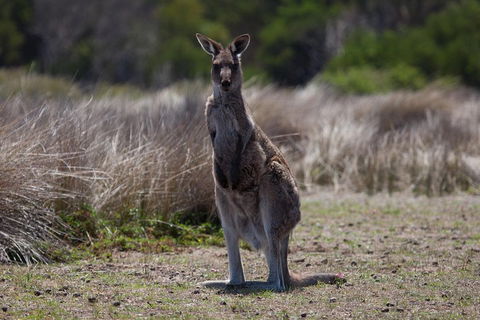 Great Ocean Road Tour With Lunch - Sunshine Coast Tourism 1