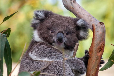 Great Ocean Road Tour With Lunch - Sunshine Coast Tourism 5