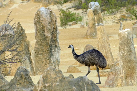 Private, Luxury Pinnacles Tour: Stargazing, Sand-boarding & Sightseeing - Holiday Sunshine Coast 5