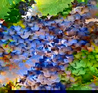 The Fully Local Private Tour - Sunshine Coast Tourism