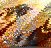 Perth Kids Explorer Private Day Tour - Sunshine Coast Tourism