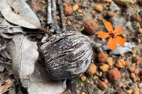 Spring Wildflower (Private) Day Tours - Sunshine Coast Tourism 5