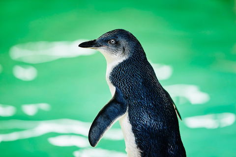Penguin Island And Fremantle - Canoe, Chocolate & Coffee - Sunshine Coast Tourism 4