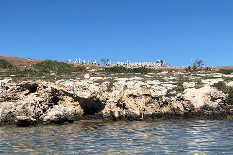 Penguin Island And Fremantle - Canoe, Chocolate & Coffee - Sunshine Coast Tourism 5