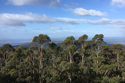 Kunanyi/Mt Wellington Explorer Bus - One Way Tour - Sunshine Coast Tourism 5