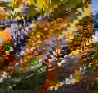 Full Day Tamar Valley Wine Tour - Holiday Sunshine Coast