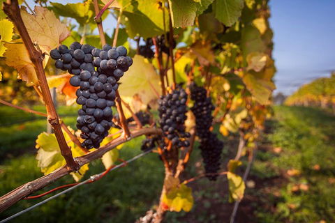 Half Day Tamar Valley Wine Tour - Sunshine Coast Tourism 1