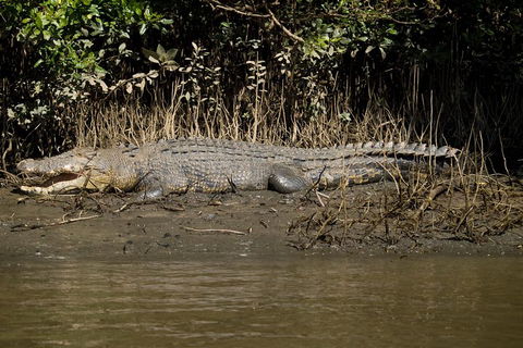 5-Day Best Of Cairns With Daintree, Kuranda, And Great Barrier Reef - Sunshine Coast Tourism 5