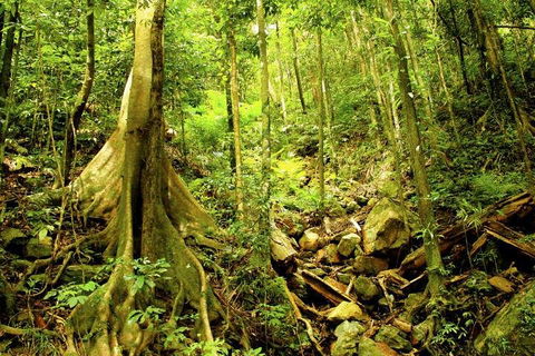 Cairns 4WD Waterfall And Rainforest Tour Including Kuranda Scenic Railway - Sunshine Coast Tourism 1