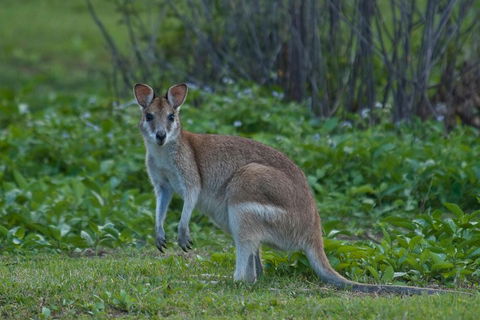 Cairns 4WD Waterfall And Rainforest Tour Including Kuranda Scenic Railway - Sunshine Coast Tourism 2