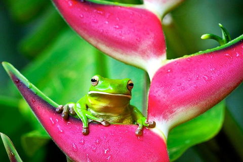 Cape Tribulation, Mossman Gorge, And Daintree Rainforest Premium Day Tour - Sunshine Coast Tourism 0