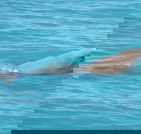 Snubfin Dolphin Eco Cruise from Broome - Holiday Sunshine Coast