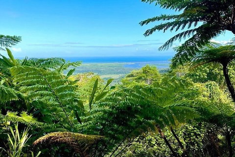 Full Day Tour In The Daintree - Holiday Sunshine Coast 5