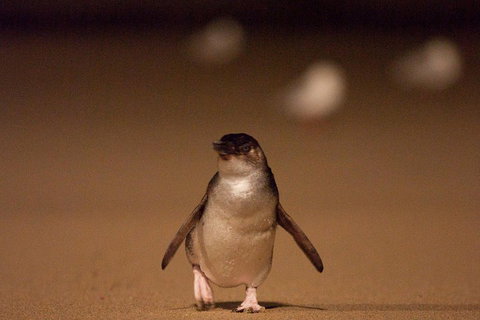 Phillip Island Medium Size Group Tour - Holiday Sunshine Coast 4