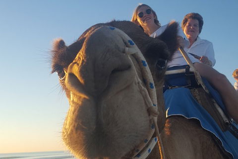 1 Hour Broome Sunset Camel Tour - Holiday Sunshine Coast 4