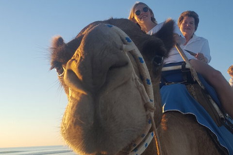 Broome Pre-sunset Camel Tour 30 Minutes - Sunshine Coast Tourism 1