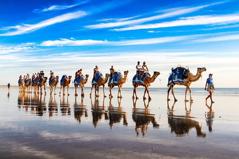 Broome Pre-sunset Camel Tour 30 Minutes - Sunshine Coast Tourism 2