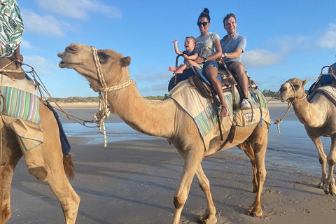 Broome Pre-sunset Camel Tour 30 Minutes - Sunshine Coast Tourism 3