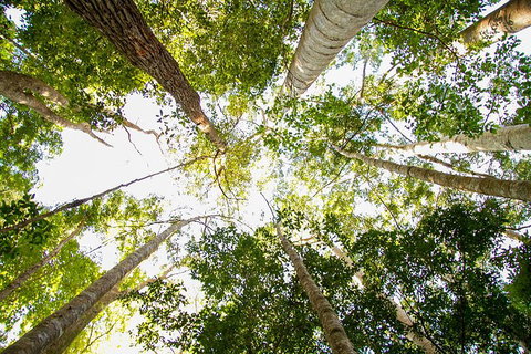 Fraser Island 4WD Tour From Noosa - Holiday Sunshine Coast 0