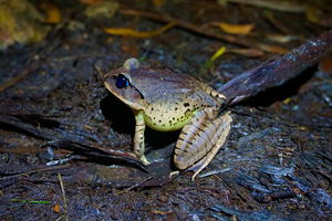 Glow Worms Private Tour - Nocturnal Rainforest Walk