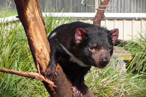 Tasmania 4 Day East Coast + Launceston - Sunshine Coast Tourism 2