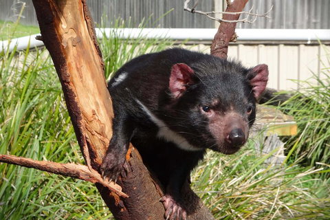 6-Day Tasmania Small-Group Guided Tour With Gourmet Food - Sunshine Coast Tourism 1